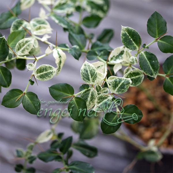 アリドウシは別名一両。鋭いとげを持ち、赤い実をつける常緑低木です。9月頃についた赤い実が春先まで楽しめ、お正月の縁起物、万両・千両・百両・十両と並び、一両と呼ばれます。この品種は斑入り葉種です。写真は成長時のイメージです。※詳しい商品説明は...