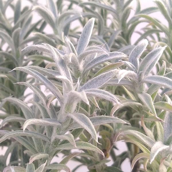 ★入荷から日数が経ったためセール価格となりました。商品の状態は画像と異なる場合があります。★銀葉が美しいオーストラリア原産のカラーリーフ低木です。秋の寄せ植えの銀色におすすめです。ピンチ（剪定）せずに伸ばせば枝が下に垂れて長く伸び、クリーピ...