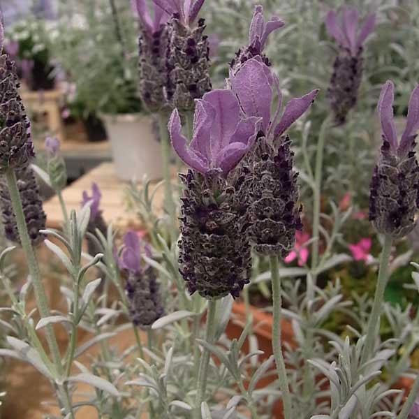 カラーリーフとして楽しめる銀葉タイプの新しいフレンチラベンダー。美しいプラチナシルバーリーフは、花のない時期でもカラーリーフとして活躍してくれますので四季を通してお楽しみいただけます。寄せ植えにもおすすめです。花色はやわらかい青紫色。最大の...