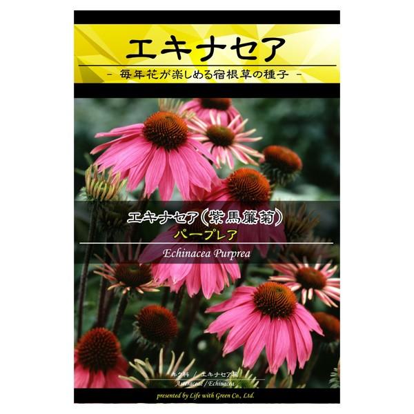 エキナセア パープレア 花タネ 3 5月 9 10月まき 園芸ネット 通販 Yahoo ショッピング