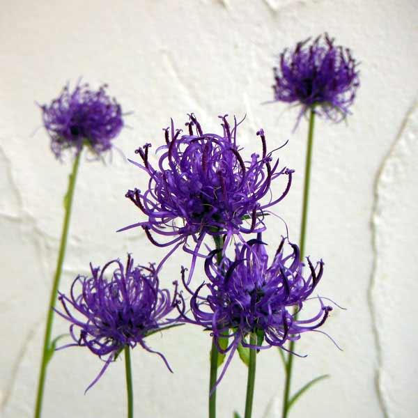 タマシャジンはヨーロッパアルプス、アベニンの高地に生息する耐寒性多年草。かわいらしい草姿が人気です。黒タマシャジンは、ヨーロッパアルプス原産。一般のタマシャジンよりも花色が濃く、蕾の頃は深みのある濃紺で開花すると青紫色になります。花は大きく...