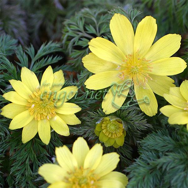 済州島姫福寿草は、韓国済州島産のかわいらしい小型種です。鉢栽培で花芽ができる作りやすいフクジュソウ。※詳しい商品説明は下のほうに記載があります