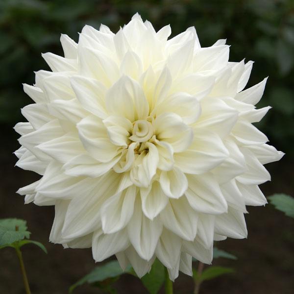 花径が平均30cm以上もある大きな花を咲かせます。近年アレンジメントにもよく利用されており、人気急上昇中のダリアです。モンブランは、白のデコラティブ咲き品種です。※詳しい商品説明は下のほうに記載があります