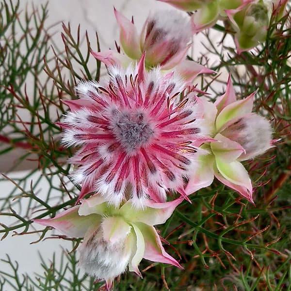 南アフリカ原産の常緑低木でネイティブプランツとして人気のセルリア。枝の先端に多数の花が集まって咲き、色づいた総苞が美しくそれを取り囲む独特の花がとてもきれいです。カルメンはオーストラリアで品種改良された最新品種。花は小ぶりですが、花付きが良...