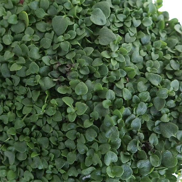 コルシカンミントコルシカミントは草丈2cm程の背の低い品種でコケのように広がります。明るい緑色の葉にはペパーミントの香りがあります。小さい葉が、絨毯状に広がり、花も薄紫の小さな花が咲きます。ミニグランドカバーやハンギングにご利用ください。※...