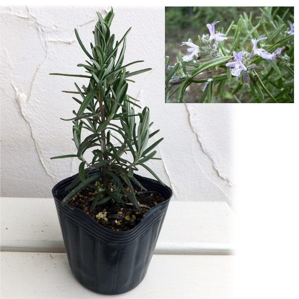 ★入荷から日数が経ったためセール価格となりました。商品の状態は画像と異なる場合があります。★ローズマリーは、地中海沿岸原産の常緑低木で、葉にさわやかな香りのがあり、古くから暮らしに利用されています。ハーブとして料理や香料に使われるだけでなく...