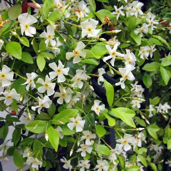 草花の苗 テイカカズラ（白花） 3号ポット6株セット