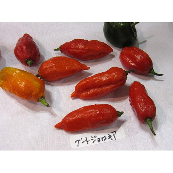トウガラシ（唐辛子） ブートジョロキア 野菜タネ