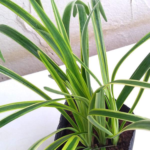 草花の苗 ヤブラン リリオペ 斑入りヤブラン3 5号ポット Buyee Buyee Japanese Proxy Service Buy From Japan Bot Online