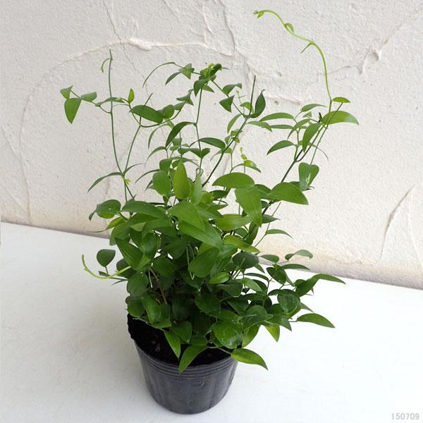 観葉植物 アスパラガス スマイラックス3号ポット2株セット 園芸ネット 通販 Yahoo ショッピング