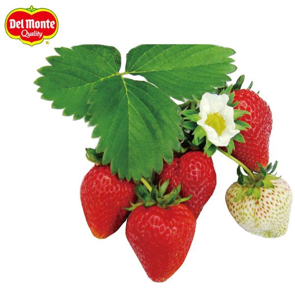 ★入荷から日数が経ったためセール価格となりました。商品の状態は画像と異なる場合があります。★春から秋までつぎつぎと大きな果実ができる四季成り性イチゴです。特に、収穫初期の果実が大きな品種（約15〜20g）。高温期の種子浮きが少なく、夏場でも...