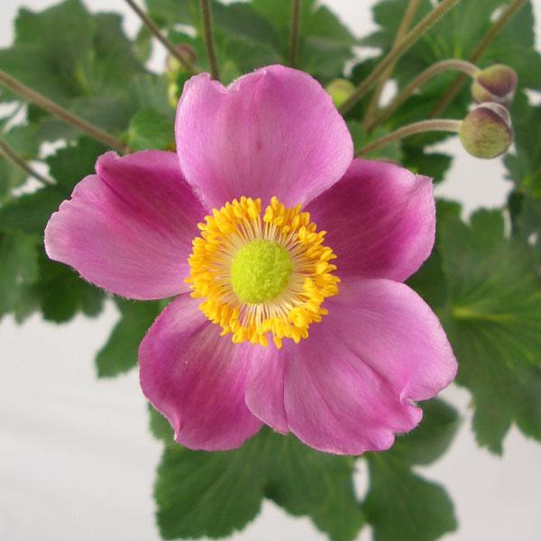草花の苗 シュウメイギク 秋明菊 ルフィア3号ポット2株セット 268 園芸ネット 通販 Yahoo ショッピング