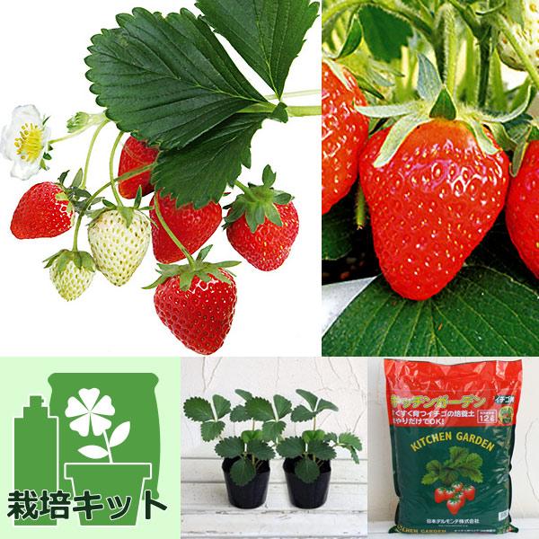 ★入荷から日数が経ったためセール価格となりました。商品の状態は画像と異なる場合があります。★簡単便利！お手ごろ価格のいちごの袋栽培セットです。培養土の袋を栽培容器として利用するので、プランターは不要です。培養土の袋にいちごの苗を植え込み、日...