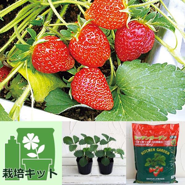 ★入荷から日数が経ったためセール価格となりました。商品の状態は画像と異なる場合があります。★簡単便利！お手ごろ価格のいちごの袋栽培セットです。培養土の袋を栽培容器として利用するので、プランターは不要です。培養土の袋にいちごの苗を植え込み、日...