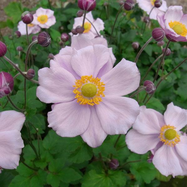 草花の苗 シュウメイギク（秋明菊） セプテンバーチャーム3.5-4号ポット