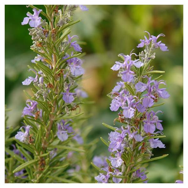 ★入荷から日数が経ったためセール価格となりました。商品の状態は画像と異なる場合があります。★ファーンオークス　ハーディはテキサス州で選抜された半耐寒性のローズマリーです。花色はブルーで立性タイプです。料理用におすすめの品種です。※詳しい商品...