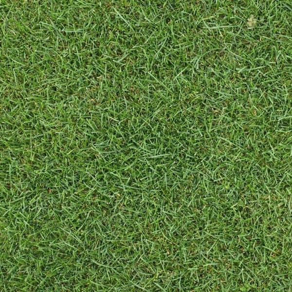 芝の種 ケンタッキーブルーグラスブルーノート1kg 暑さに強く日陰にも向く タネ 40平米分 園芸ネット 通販 Yahoo ショッピング