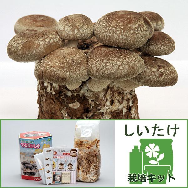 家庭用のきのこ栽培キット。発芽から約2週間できのこが収穫できます。育てて食べる究極の楽しみの栽培セットです。※詳しい商品説明は下のほうに記載があります