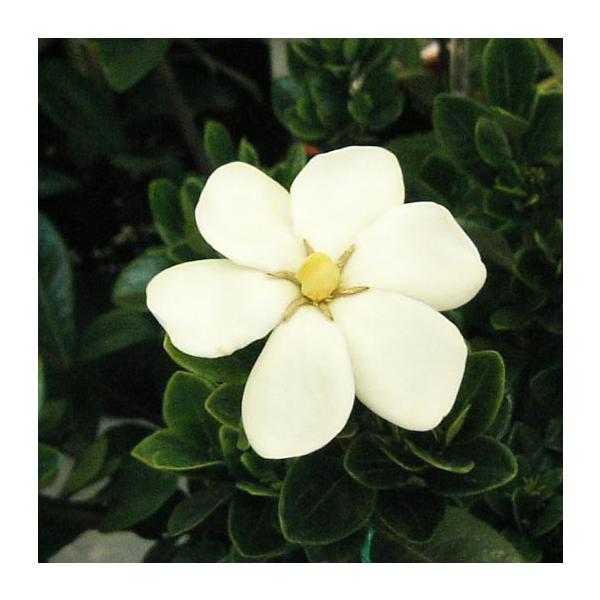 花木 庭木の苗 クチナシ マルバクチナシ5号ポット Buyee Buyee Japanese Proxy Service Buy From Japan Bot Online