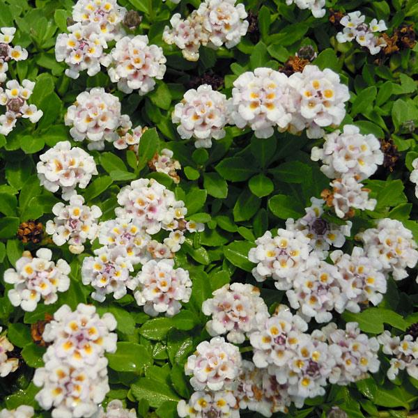 グランドカバープランツ クラピア K5 の植え付け
