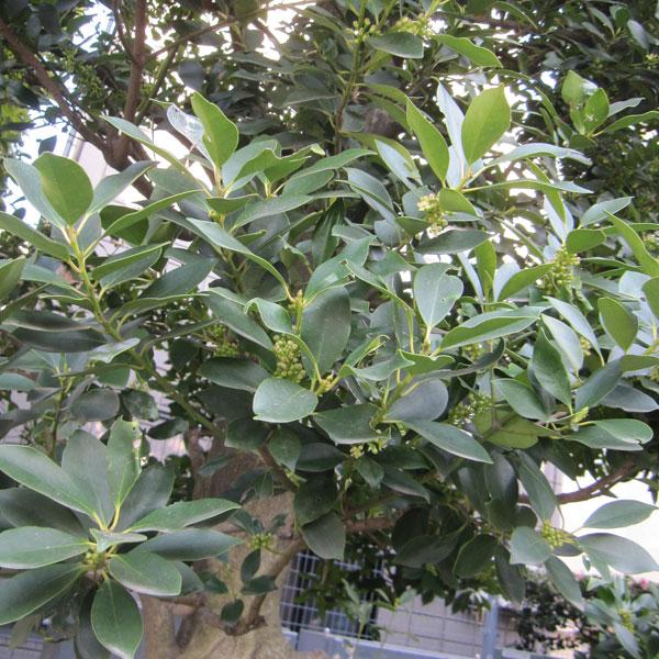 花木 庭木の苗 モチノキ3.5号ポット 20本セット 送料無料 : 園芸ネット