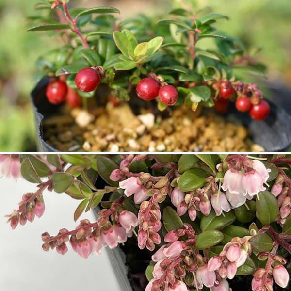 コケモモは日本の山野に自生する、苔のように小さな植物。ハイマツの林床によく見られます。果実は赤く、果実酒やジャムとして珍重されます。日向または半日陰の湿った場所で栽培してください。自家結実性がありますので、1本で実をつけます。花芽をつけさせ...