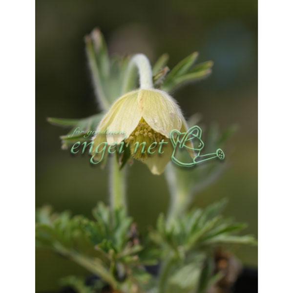 山地の日当たりの良い場所に生える小型の多年草です。全草が白い毛で覆われ、3cmほどの花を下向きに咲かせ、清楚な姿が好まれます。一般的な日本オキナグサは暗赤紫色ですが、この品種は黄花です。鉢植え、ロックガーデンでお楽しみください。※詳しい商品...