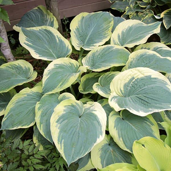 ギボウシ 確認用 草花の苗 ギボウシ（ホスタ・大型種） リバティー4-4.5号ポット : 園芸