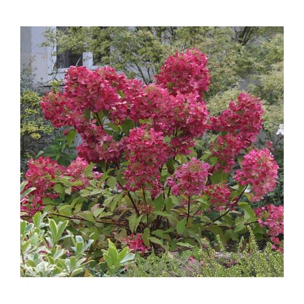 花木 庭木の苗 ノリウツギ（糊空木） ダイヤモンドルージュ4号ポット