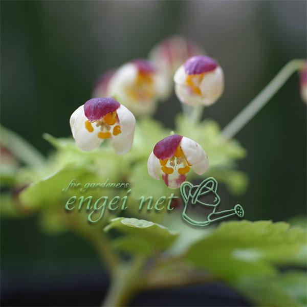 本州の日本海側の山地や渓流沿いの湿った場所に自生する高さ10〜25cm程の多年草。特徴のある可愛らしい小花を4〜5月頃に咲かせます。湿り気を好むので明るい日陰で、乾燥に注意して栽培します。※詳しい商品説明は下のほうに記載があります