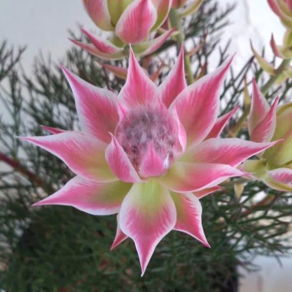 花木 庭木の苗 セルリア（ジョーイセルリア） プリティピンク5号鉢植え