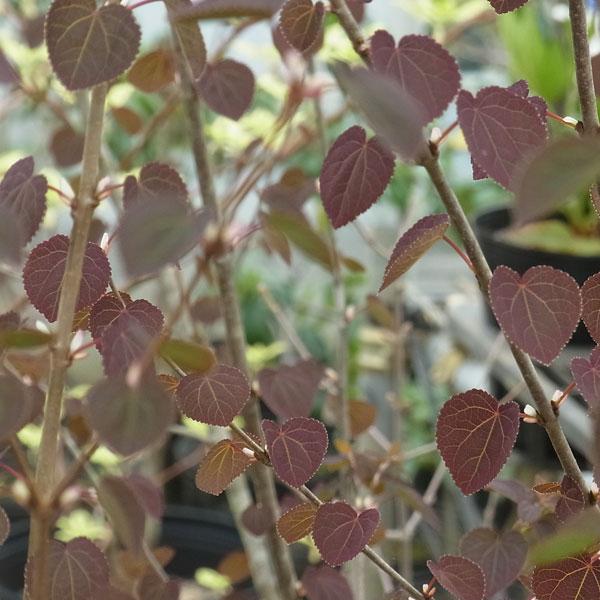 花木 庭木の苗/カツラ（桂）：レッドフォックス 6号ポット 送料