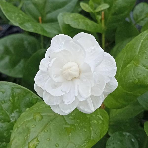 草花の苗 ジャスミン 八重マツリカ（ローズピカケ）3号ポット