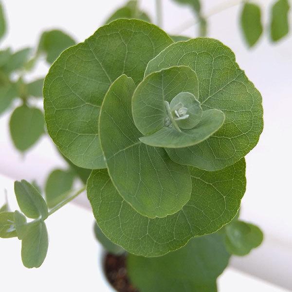 花木 庭木の苗 ユーカリ アップルボックス4号ポット 014 園芸ネット 通販 Yahoo ショッピング