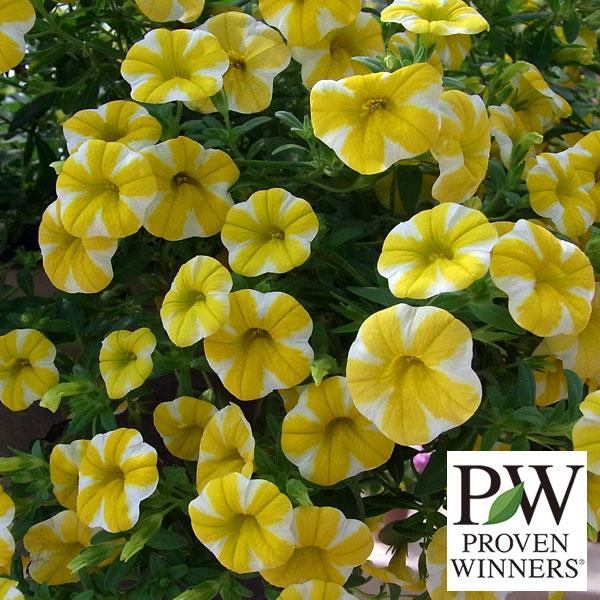 草花の苗 カリブラコア スーパーベル レモンスライス4号ポット 091 園芸ネット 通販 Yahoo ショッピング