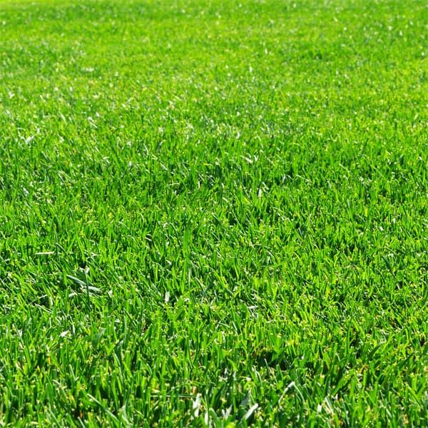 有効期限21年12月 芝の種 業務用 西洋芝ハードフェスク普通種1kg 199 園芸ネット 通販 Yahoo ショッピング