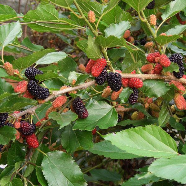 果樹の苗 マルベリー（桑） スイートマルベリー3.5号ポット : 園芸