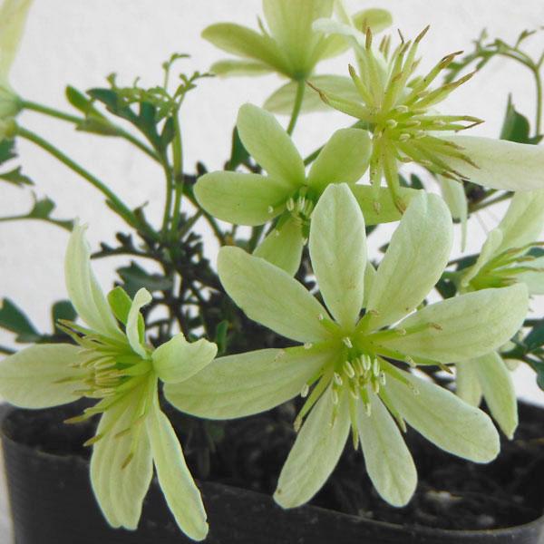 春にライムホワイトの花をたくさん咲かせる鉢植え向きの品種 ペトレイは春先にグリーンホワイトの芳香のある花をびっしりと咲かせる小型のクレマチスです。咲き始めはライムグリーンで次第に黄色へと移り変わってゆきます。香りも抜群で花数も多く葉が見えな...