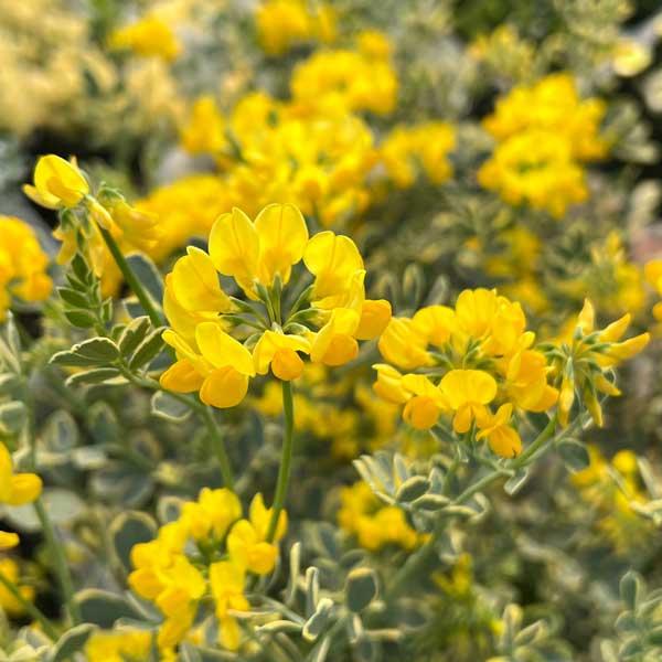 草花の苗 コロニラ バレンティーナ・バリエガータ（斑入りエニシダ