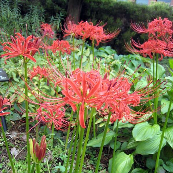 ヒガンバナ（彼岸花・リコリス ラジアータ） 赤3.5号ポット20株セット