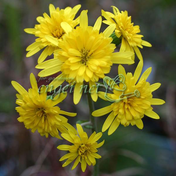 ツワブキは日本人にはなじみの深い定番品種ですが、この品種は八重咲きで、清楚で落ち着いた雰囲気の中にも豪華に存在感があります。丈夫で日陰の植栽に向き、玄関わきや樹陰を明るく彩り、秋の庭では貴重な花となります。つやのある大きく丸い葉が一年中青々...