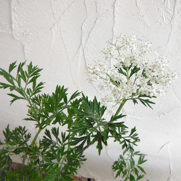 花木 庭木の苗 西洋ニワトコ エルダーフラワー もみじ葉 緑葉 4号ポット 園芸ネット 通販 Yahoo ショッピング