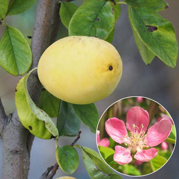 苗木 カリンの実は硬くて生食はできませんが、ピンクの愛らしい花が咲き、香りのよい実がたくさんつくので庭木や盆栽に好まれます。実は砂糖煮にしたり、薄く輪切りにして梅酒と同様に焼酎と砂糖につけ、カリン酒としてのど飴や咳止めに珍重されています。蜂...