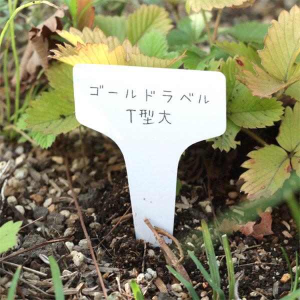棚卸セール ゴールドラベル T型大5.2cm 50枚入り（白） : 園芸ネット