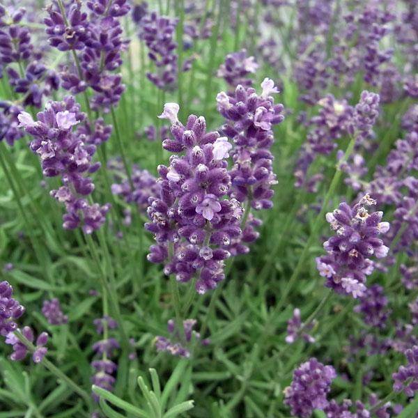 アングスティフォリア系は古くから愛されているラベンダーの代名詞ともいえる系統です。香水、ハーブティー、クラフト、浴用、ポプリなどに広く利用されてきました。イングリッシュラベンダー、トゥルーラベンダー、コモンラベンダーとも呼ばれます。アングス...