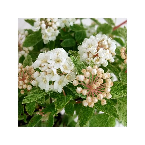 花木 庭木の苗 コデマリ 斑入りコデマリピンクアイス（桜でまり）3号ポット