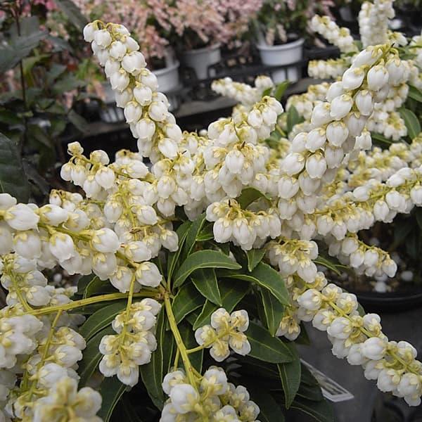 花木 庭木の苗/アセビ(馬酔木):屋久島アセビ5号ポット 8株 花木 庭木の苗/アセビ(馬酔木):屋久島アセビ5号ポット 8株