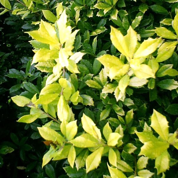 花木 庭木の苗 西洋ヒイラギ サニーフォスター樹高1m根巻き 園芸ネット 通販 Yahoo ショッピング