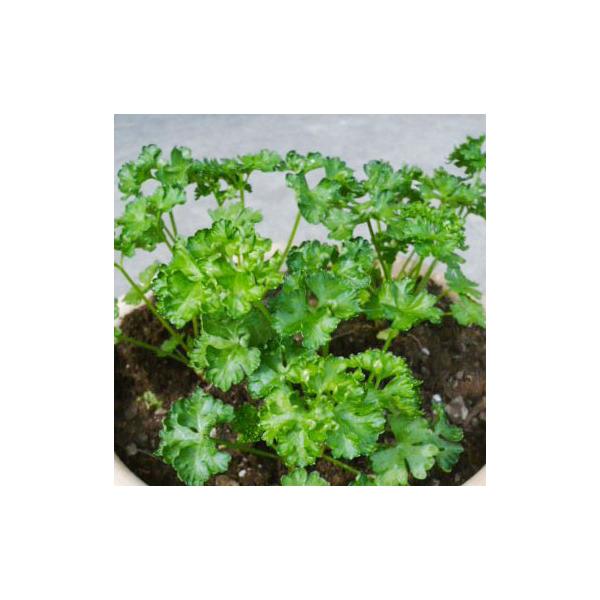 暑さ寒さに強く、病気に強い品種で作りやすく、濃緑色で美しいカールのパセリです。まとめ植えされる方におすすめです。※詳しい商品説明は下のほうに記載があります