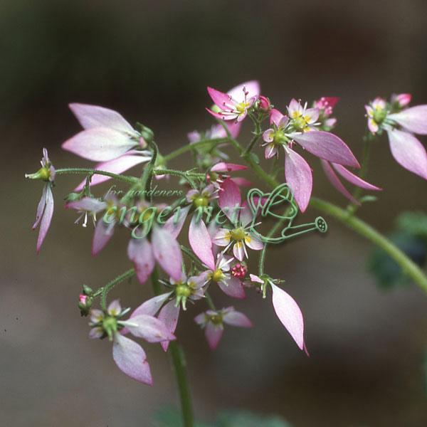 普通のユキノシタに比べ葉や茎は明るいグリーンで、白い花弁の先にほんのりと紅がさす品種。上品な美しさがあります。※詳しい商品説明は下のほうに記載があります